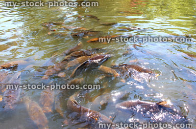 Stock image of pond filled with ghost koi fish and common carp feeding