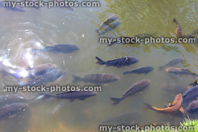 Stock image of pond filled with ghost koi fish and common carp feeding