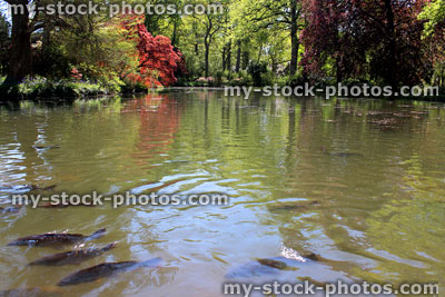 Stock image of pond filled with ghost koi fish and common carp feeding