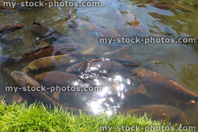Stock image of pond filled with ghost koi fish and common carp feeding