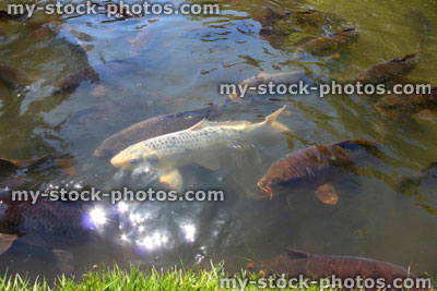 Stock image of pond filled with ghost koi fish and common carp feeding