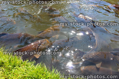 Stock image of pond filled with ghost koi fish and common carp feeding