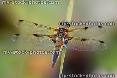 Stock image of British brown dragonfly / common dragonfly / four spotted chaser (Libellula quadrimaculata)