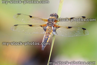 Stock image of British brown dragonfly / common dragonfly / four spotted chaser (Libellula quadrimaculata)