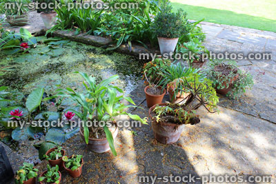 Stock image of concrete garden pond with water lilies, bog plants