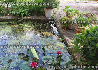 Stock image of concrete garden pond with water lilies, bog plants