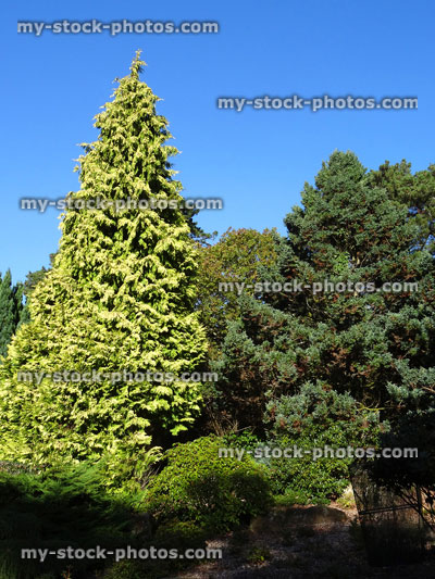 Stock image of large, tall golden conifer tree, Thuja plicata, rockery / rock garden