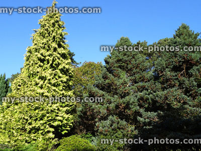 Stock image of large, tall golden conifer tree, Thuja plicata, rockery / rock garden