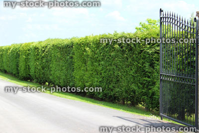 Stock image of tall Leyland cypress / Cupressus Leylandii hedge, driveway, gate