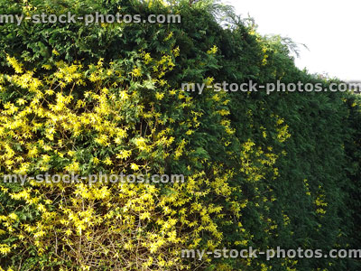 Stock image of Leyland cypress hedge / Leylandii hedging with forsythia flowers