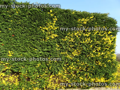 Stock image of evergreen Leylandii conifer hedge with yellow forsythia flowers