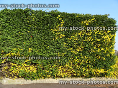 Stock image of tall Leylandii hedge, evergreen foliage with forsythia flowers