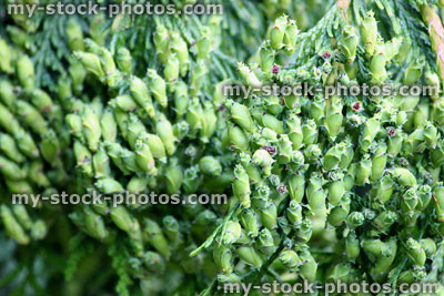 Stock image of conifer seeds / fresh seeds growing on cypress tree