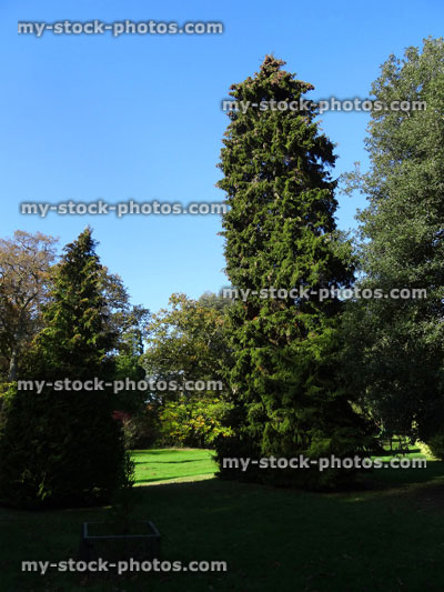 Stock image of tall green cypress conifer tree, Thuja Emerald Green