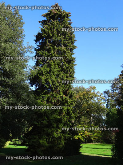 Stock image of tall green cypress conifer tree, Thuja Emerald Green