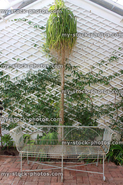 Stock image of white metal conservatory seat / bench, block paving, ponytail palm / beaucarnea recurvata