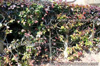 Stock image of pruned copper beech hedge (Fagus sylvatica 'Purpurea' / Atropurpurea)