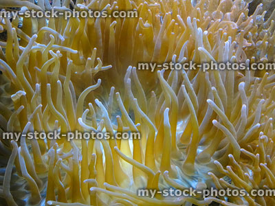 Stock image of branching, long tentacle anemone coral, marine fish tank