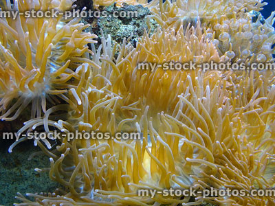 Stock image of long tentacle anemone in saltwater coral reef aquarium
