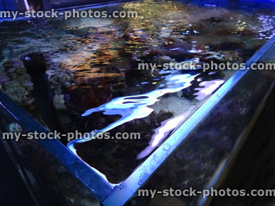 Stock image of marine aquarium / saltwater reef tank with living coral