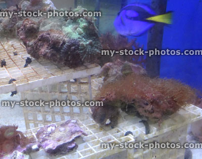 Stock image of marine aquarium / saltwater reef tank, living coral frags for sale