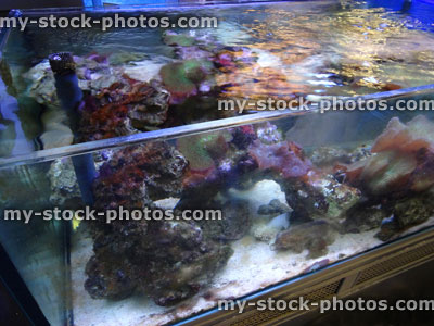 Stock image of marine aquarium / saltwater reef tank with living coral