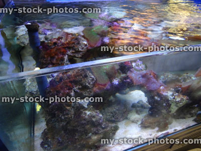 Stock image of marine aquarium / saltwater reef tank with living coral