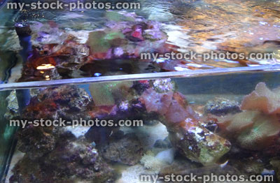 Stock image of marine aquarium / saltwater reef tank with living coral