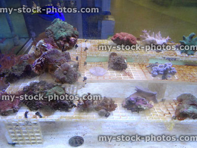 Stock image of marine aquarium / saltwater reef tank, living coral frags for sale