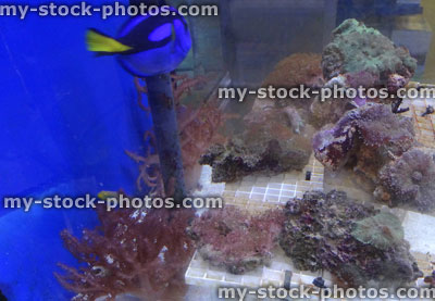 Stock image of marine aquarium / saltwater reef tank, living coral frags for sale