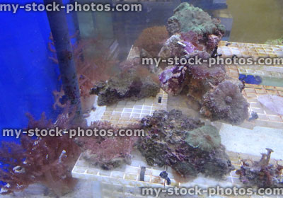 Stock image of marine aquarium / saltwater reef tank, living coral frags for sale