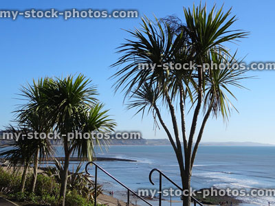 Stock image of cabbage trees (cordyline palms) growing by seaside breeze