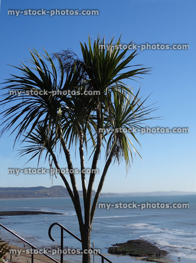 Stock image of cordyline australis plants / cabbage palm trees at seaside