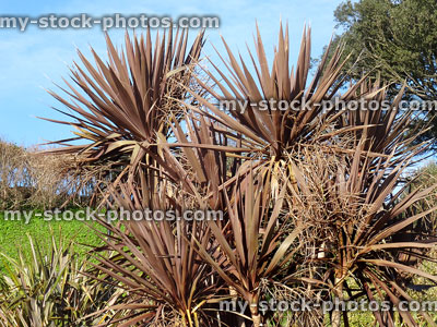 Stock image of large bronze / purple cordyline / dracaena cabbage palm tree