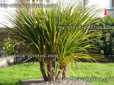 Stock image of cabbage palm trees / green cordylines growing in clump
