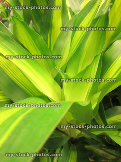 Stock image of variegated leaves of Dracaena fragrans 'Massangeana' houseplant / corn plant