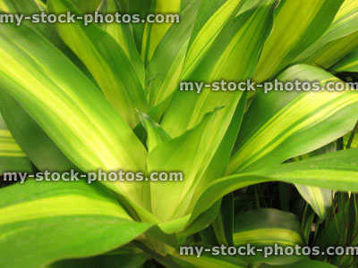 Stock image of variegated leaves of Dracaena fragrans 'Massangeana' houseplant / corn plant