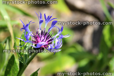 Stock image of blue / purple cornflower flower (Centaurea cyanus)