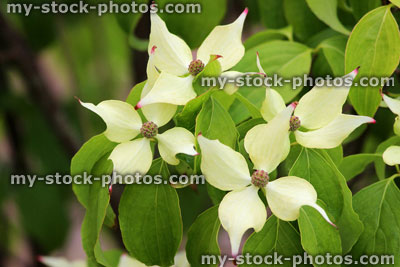 Stock image of cornus flowers / bracts on dogwood plant (Cornus kousa chinensis)