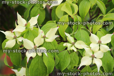 Stock image of cornus flowers / bracts on dogwood plant (Cornus kousa chinensis)