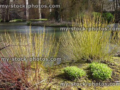 Stock image of red and yellow dogwood stems in winter (cornus)
