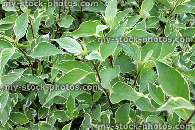 Stock image of variegated dogwood leaves (Cornus Stolonifera 'White Gold')