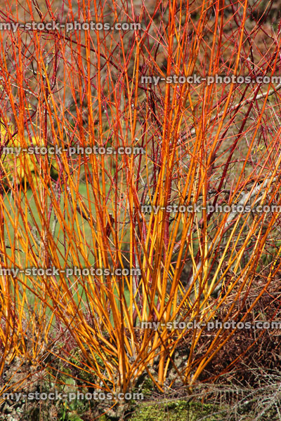 Stock image of orange stems of winter dogwood / cornus in garden