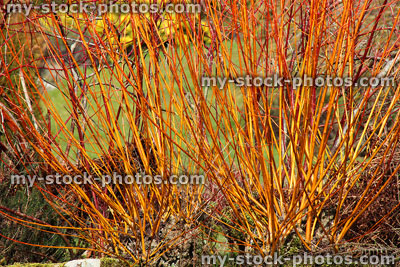 Stock image of orange dogwood stems, Cornus sanguinea 'Anny's Winter Orange'