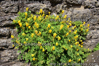 Stock image of yellow corydalis flowers, planting growing on wall, Pseudofumaria lutea