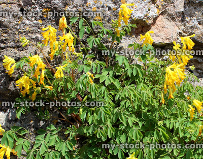 Stock image of yellow corydalis flowers, planting growing on wall, Pseudofumaria lutea