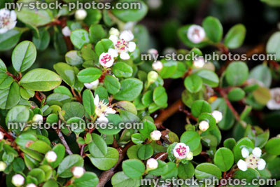 Stock image of small white cotoneaster flowers, var. dammeri / horizontalis