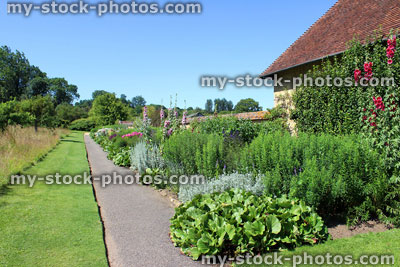 Stock image of cottage garden flower border with herbaceous plants, hollyhocks, michaelmas daisy, bugle leaves