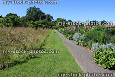 Stock image of cottage garden flower border with hollyhocks, roses, bugle, herbaceous plants