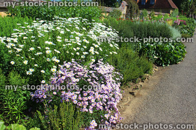 Stock image of cottage garden flower border with herbaceous plants, shasta daises, chrysanthemum, michaelmas daisy, 